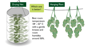 Drying Cannabis Which Way is Best?